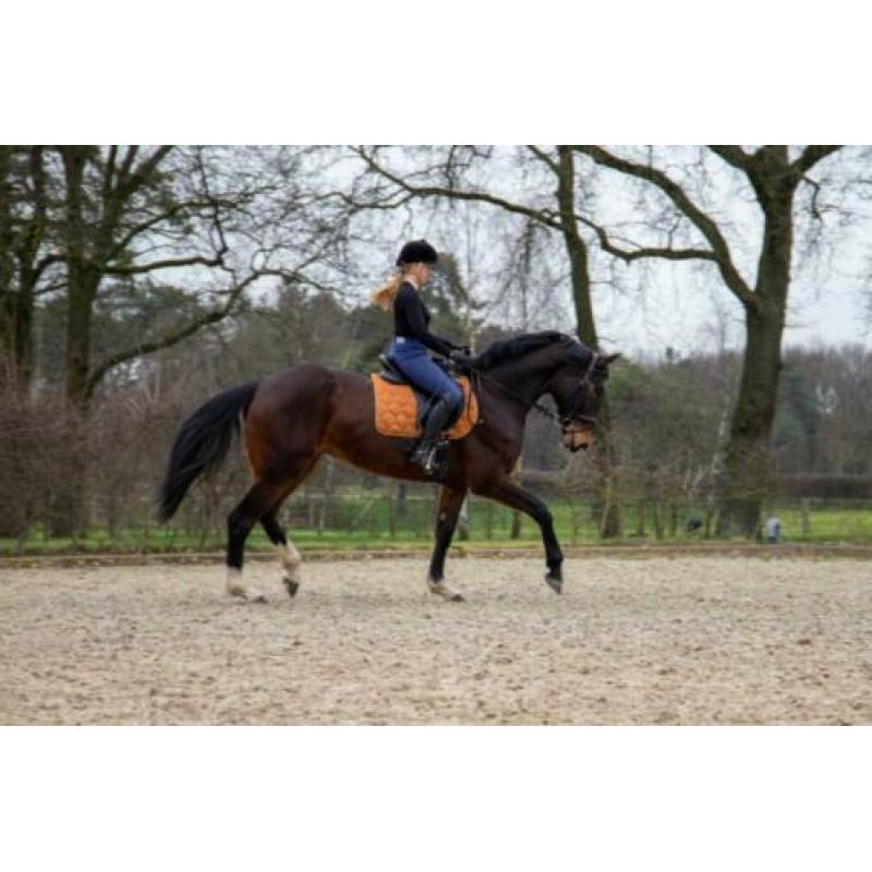 Te koop: zeer brave dressuurmerrie
