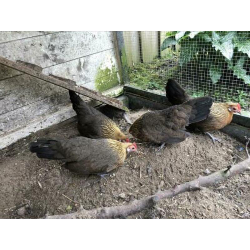 Te koop 4 Hollandse kriel hennetjes