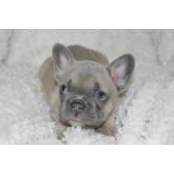 Franse Bulldog pup blue fawn
