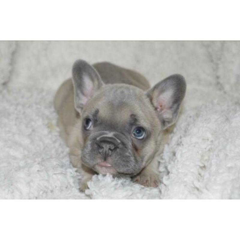 Franse Bulldog pup blue fawn