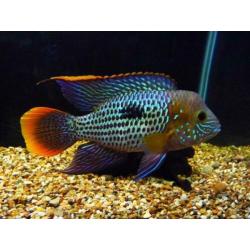 Aquarent/ Green terror/ cichliden