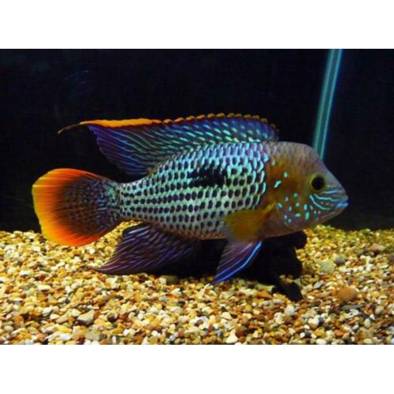 Aquarent/ Green terror/ cichliden