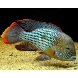 Aquarent/ Green terror/ cichliden