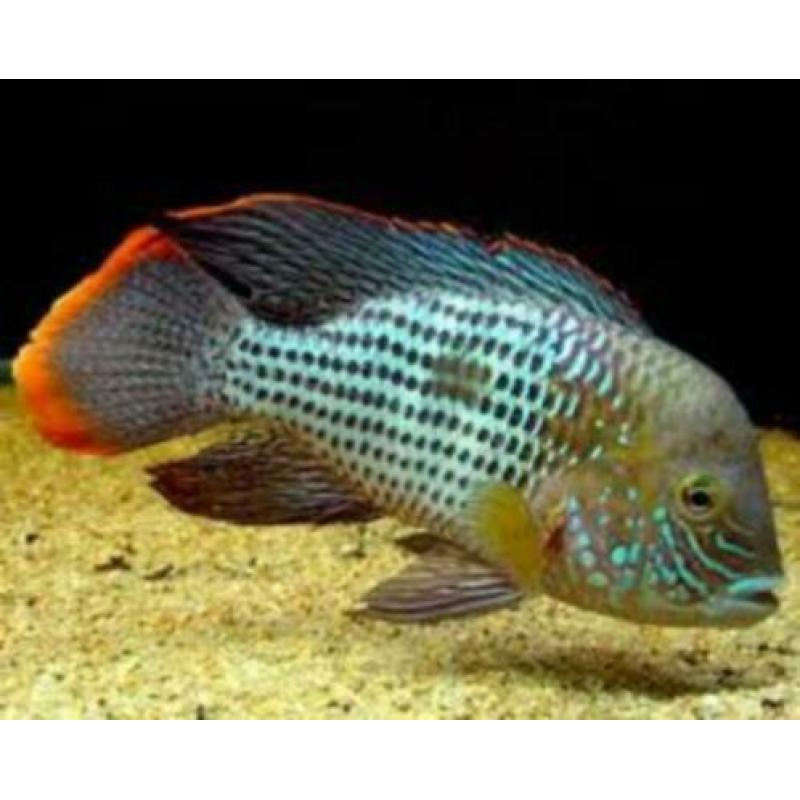Aquarent/ Green terror/ cichliden