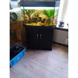 prachtig aquarium met goede pompfilter en ongeveer 100vissen
