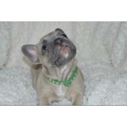 Franse Bulldog pup blue fawn