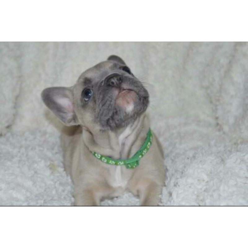 Franse Bulldog pup blue fawn