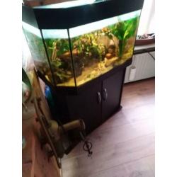 prachtig aquarium met goede pompfilter en ongeveer 100vissen
