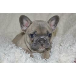 Franse Bulldog pup blue fawn
