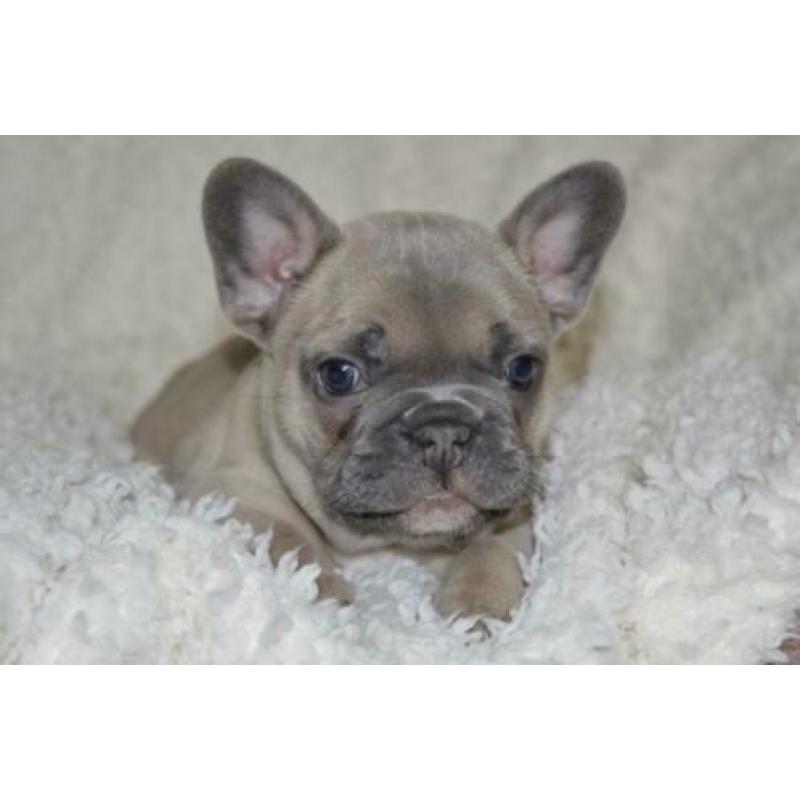 Franse Bulldog pup blue fawn