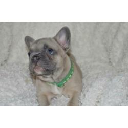 Franse Bulldog pup blue fawn