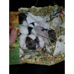 Muizen en ratten te koop. Voor zowel huisdier als voer.