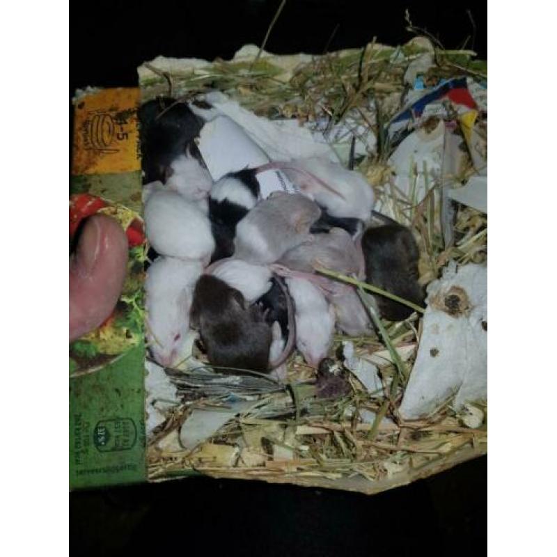 Muizen en ratten te koop. Voor zowel huisdier als voer.