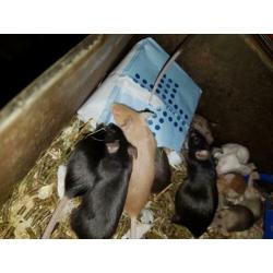 Muizen en ratten te koop. Voor zowel huisdier als voer.