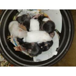 Muizen en ratten te koop. Voor zowel huisdier als voer.
