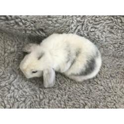 jong vrouwelijk nederlands dwerghangoortje