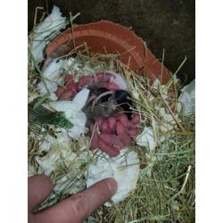 Muizen en ratten te koop. Voor zowel huisdier als voer.