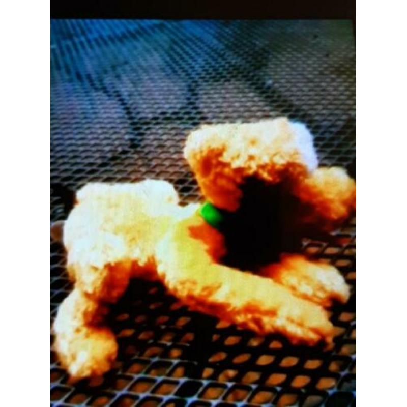 DISNEY Nicotoy Pluto knuffel. No.19