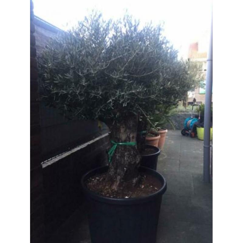 Oude olijfbomen, 80 jaar oud, Bonsai shape Verkocht!