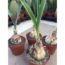 Caudex Urgenia Scilla Maritimo ( Port Elizabeth) Zuid Afrika