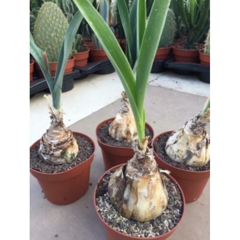 Caudex Urgenia Scilla Maritimo ( Port Elizabeth) Zuid Afrika