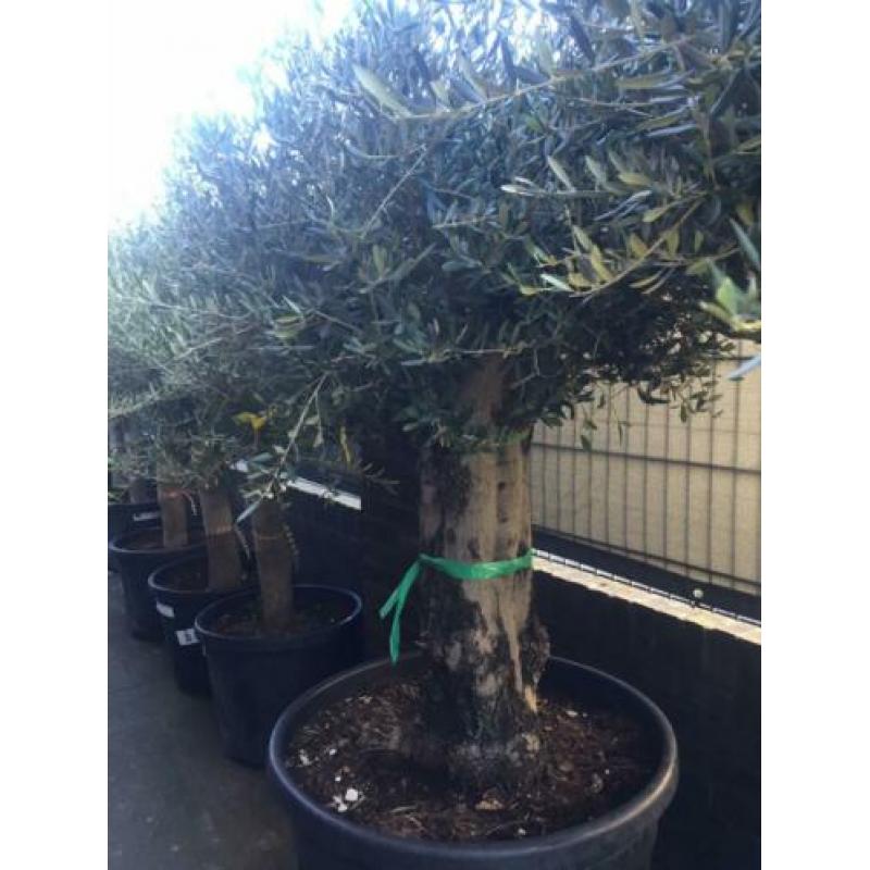 Oude olijfbomen, 80 jaar oud, Bonsai shape Verkocht!