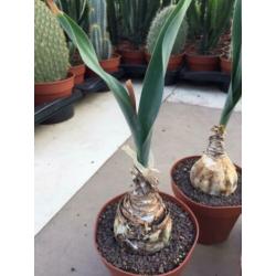 Caudex Urgenia Scilla Maritimo ( Port Elizabeth) Zuid Afrika