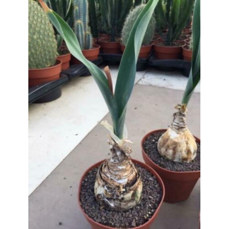 Caudex Urgenia Scilla Maritimo ( Port Elizabeth) Zuid Afrika