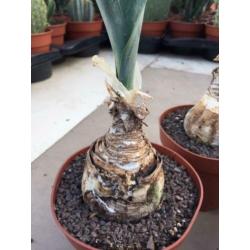 Caudex Urgenia Scilla Maritimo ( Port Elizabeth) Zuid Afrika