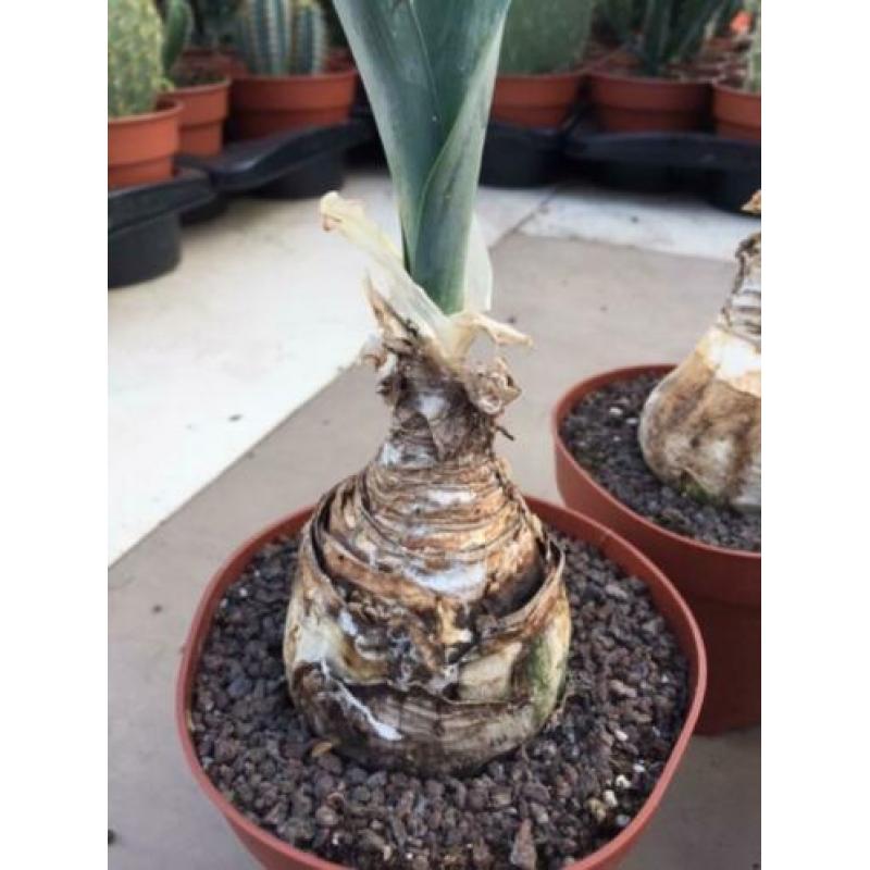 Caudex Urgenia Scilla Maritimo ( Port Elizabeth) Zuid Afrika
