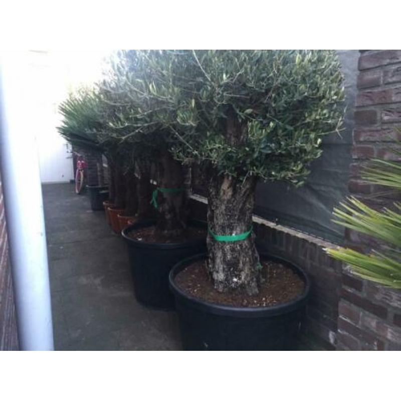 Oude olijfbomen, 80 jaar oud, Bonsai shape Verkocht!