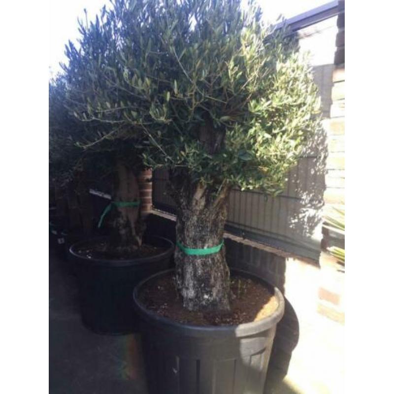 Oude olijfbomen, 80 jaar oud, Bonsai shape Verkocht!