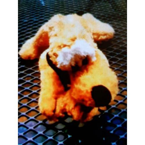 DISNEY Nicotoy Pluto knuffel. No.19