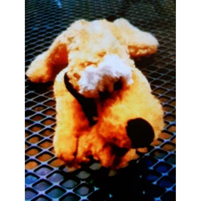 DISNEY Nicotoy Pluto knuffel. No.19