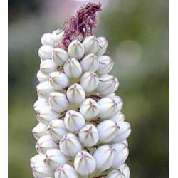 Caudex Urgenia Scilla Maritimo ( Port Elizabeth) Zuid Afrika