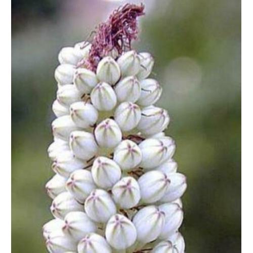 Caudex Urgenia Scilla Maritimo ( Port Elizabeth) Zuid Afrika