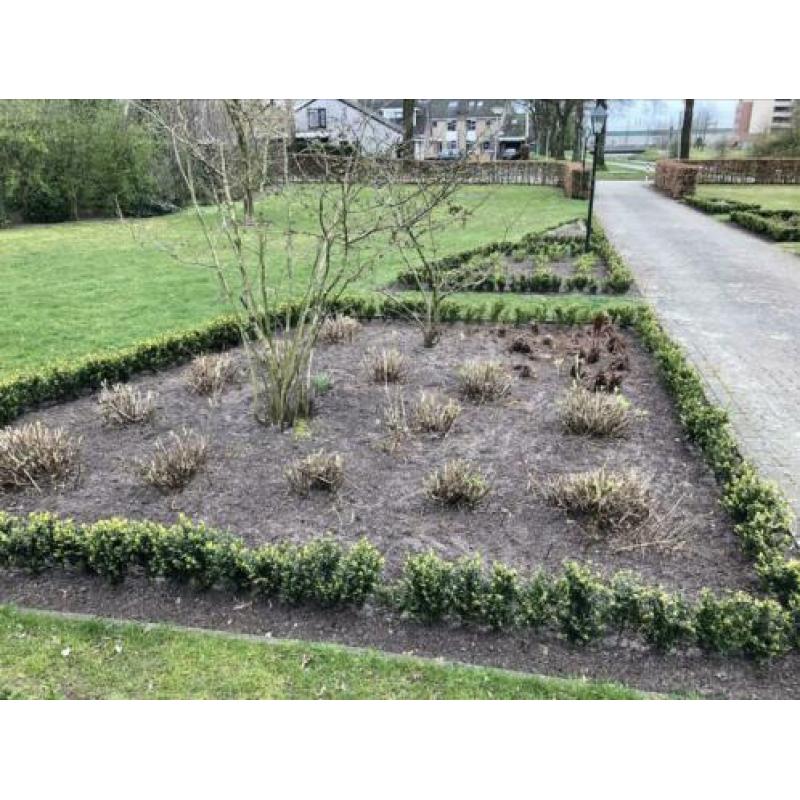 Buxus plantjes