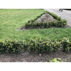 Buxus plantjes