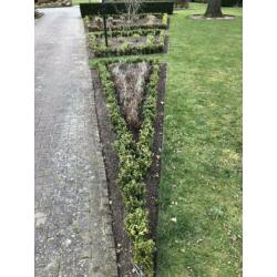 Buxus plantjes