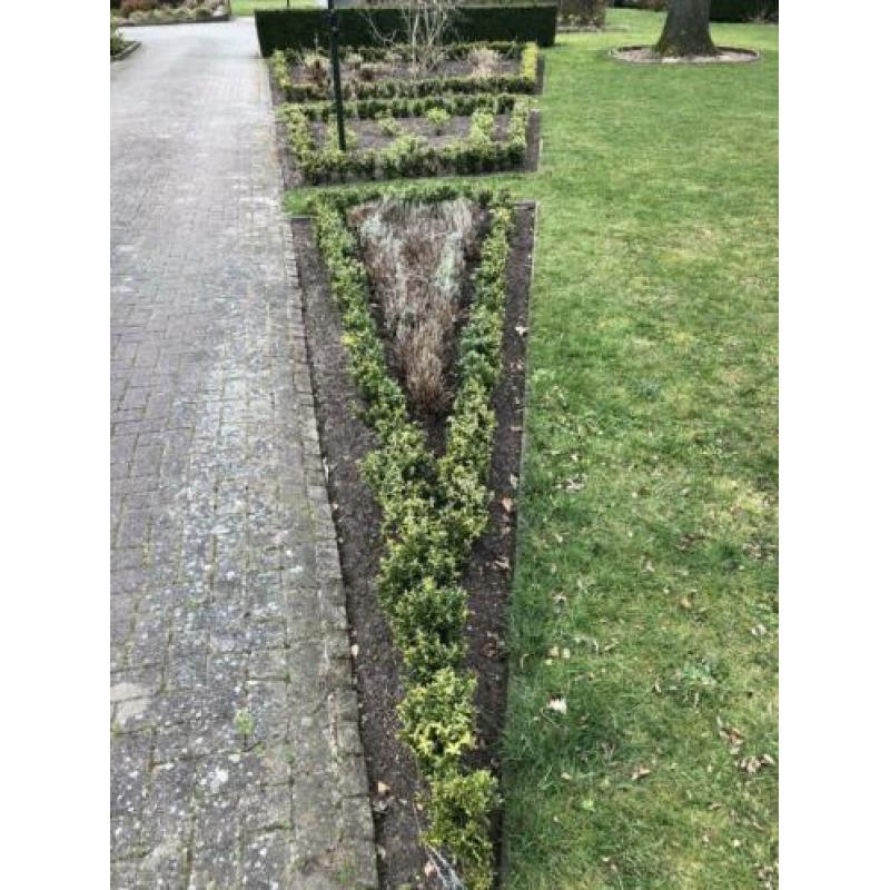 Buxus plantjes