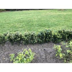 Buxus plantjes