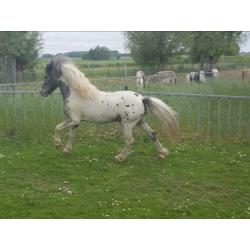 T.k goedgekeurde mini paard dek hengst met papieren