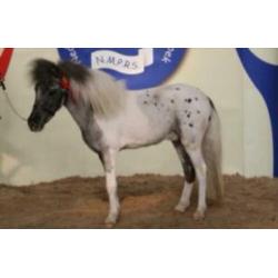 T.k goedgekeurde mini paard dek hengst met papieren