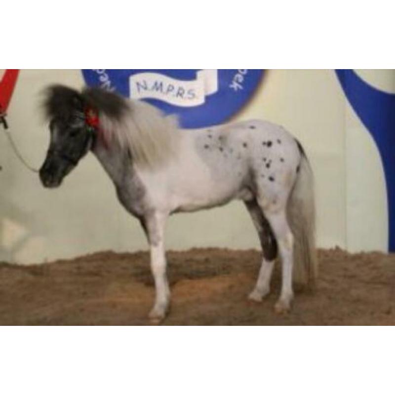 T.k goedgekeurde mini paard dek hengst met papieren