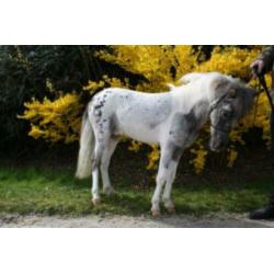 T.k goedgekeurde mini paard dek hengst met papieren