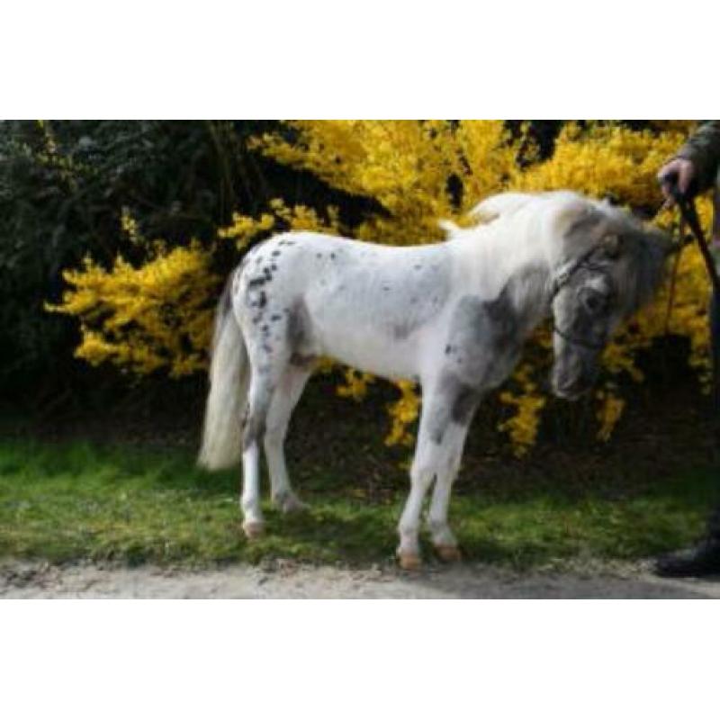T.k goedgekeurde mini paard dek hengst met papieren