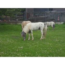 T.k goedgekeurde mini paard dek hengst met papieren