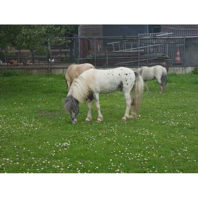 T.k goedgekeurde mini paard dek hengst met papieren
