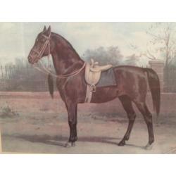 Paard Woyko, uit de platenatlas (herdruk) van Otto Eerelman