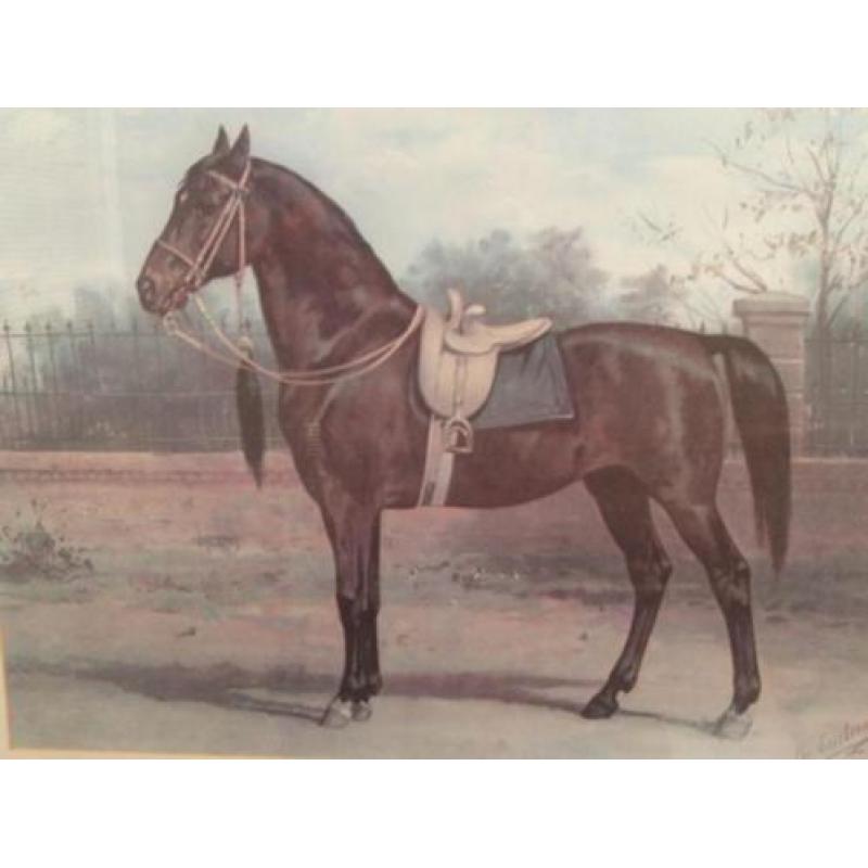 Paard Woyko, uit de platenatlas (herdruk) van Otto Eerelman